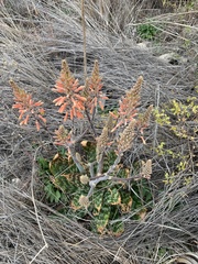 Aloe greatheadii