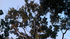 Roseodendron donnell-smithii