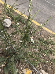 Pseudelephantopus spicatus