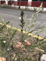 Pseudelephantopus spicatus