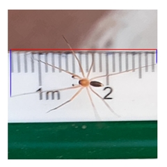 Cithaeron praedonius