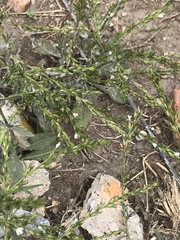 Pseudelephantopus spicatus