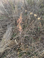 Aloe greatheadii davyana
