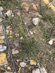 Pseudelephantopus spicatus