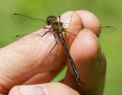Dorocordulia lepida