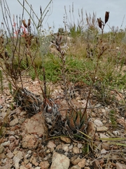 Haworthiopsis fasciata