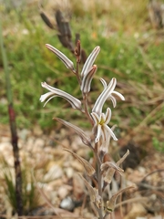 Haworthiopsis fasciata