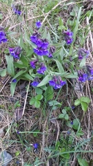 Pulmonaria australis