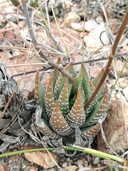 Haworthiopsis fasciata