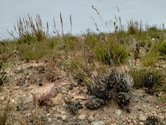 Haworthiopsis fasciata