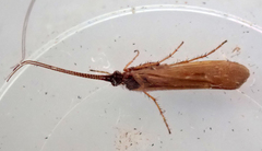 Limnephilus auricula