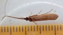 Limnephilus auricula