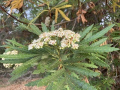 Lyonothamnus floribundus
