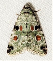 Maliattha concinnimacula