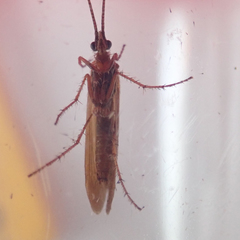 Limnephilus auricula