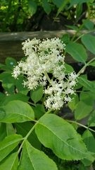 Sambucus racemosa