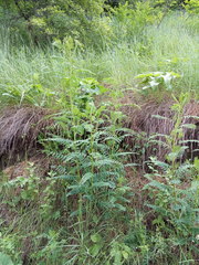 Astragalus galegiformis