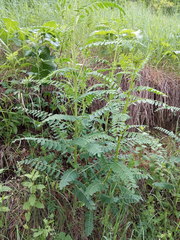 Astragalus galegiformis