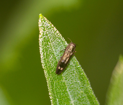 Agrilus egeniformis