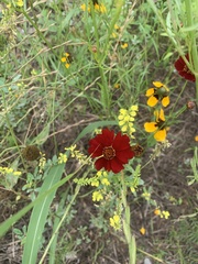 Asteroideae