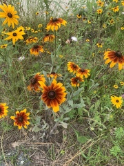 Rudbeckia