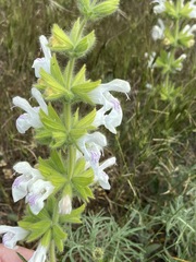 Salvia scabiosifolia