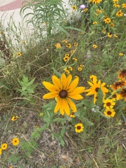 Rudbeckia