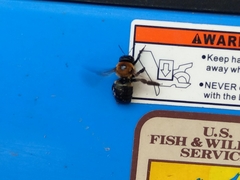 Xylocopa virginica image