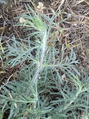 Salvia scabiosifolia