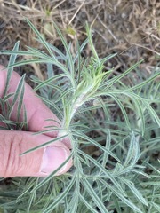 Salvia scabiosifolia