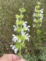 Salvia scabiosifolia