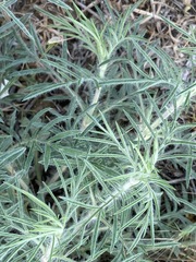 Salvia scabiosifolia