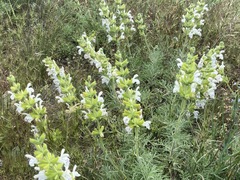 Salvia scabiosifolia