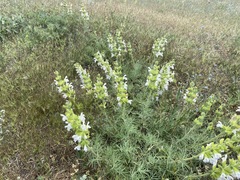 Salvia scabiosifolia
