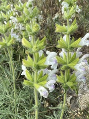 Salvia scabiosifolia