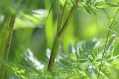 Chaerophyllum aureum