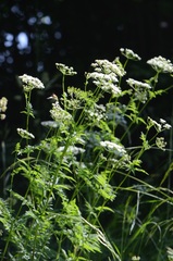 Chaerophyllum aureum