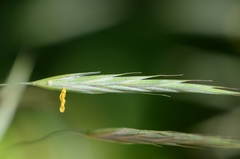 Bromus ramosus