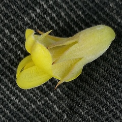 Aspalathus setacea