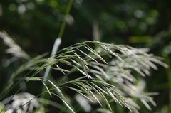 Bromus ramosus