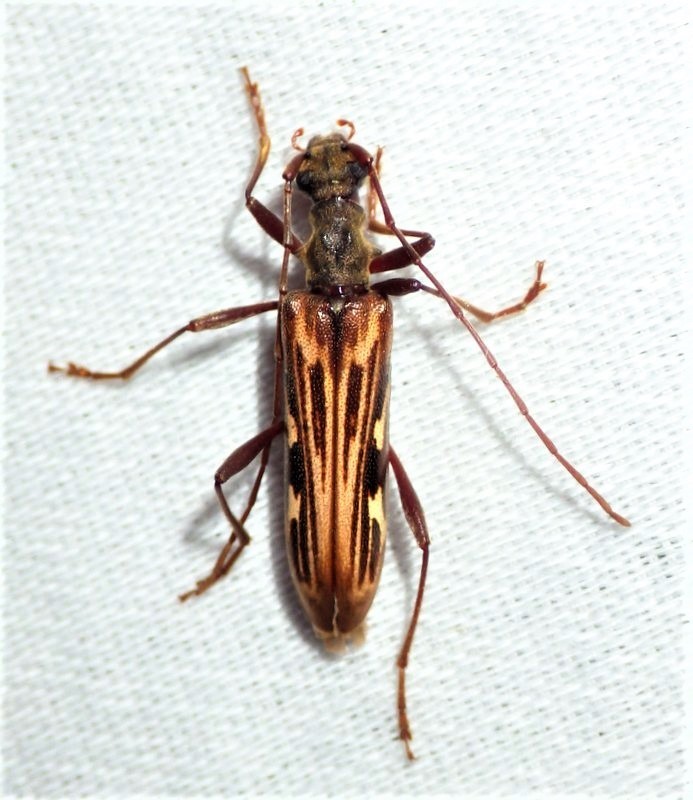 Leptorhabdium pictum