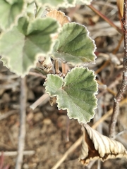 Pelargonium reniforme reniforme