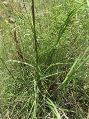 Muhlenbergia dumosa
