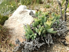 Corpuscularia lehmannii