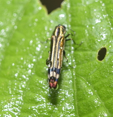 Agrilus catherinae