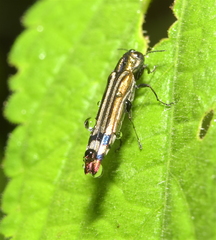 Agrilus catherinae