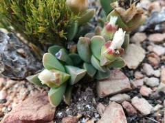 Corpuscularia lehmannii