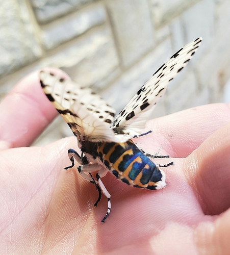 Giant leopard moth