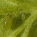 Shallot Aphid - Photo (c) karsten_s, some rights reserved (CC BY), uploaded by karsten_s