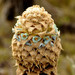 Puya trianae - Photo (c) Alejandro Lopez, some rights reserved (CC BY-NC-SA), uploaded by Alejandro Lopez